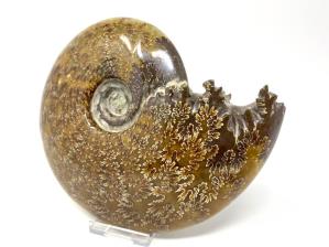 Ammonite Cleoniceras Large 17cm | Image 4
