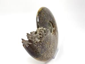 Ammonite Cleoniceras Large 17cm | Image 3