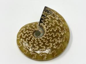 Ammonite Cleoniceras 8.7cm | Image 3