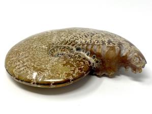 Ammonite Cleoniceras Large 12.8cm | Image 3