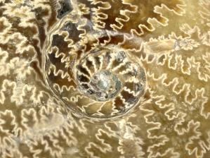 Ammonite Cleoniceras Large 12.8cm | Image 4