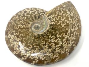 Ammonite Cleoniceras Large 13.6cm | Image 2