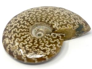 Ammonite Cleoniceras Large 13.6cm | Image 4