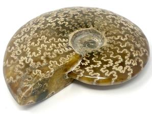Ammonite Cleoniceras Large 13.6cm | Image 5
