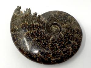 Ammonite Cleoniceras Large 16.5cm | Image 5