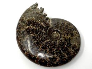 Ammonite Cleoniceras Large 16.5cm | Image 4