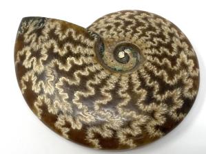 Ammonite Cleoniceras 10.2cm | Image 3