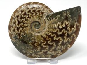 Ammonite Cleoniceras 10.2cm | Image 4
