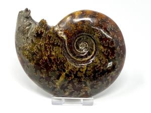 Ammonite Cleoniceras Large 11.5cm | Image 2