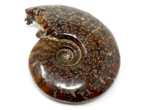 Ammonite Cleoniceras Large 11.5cm | Image 3