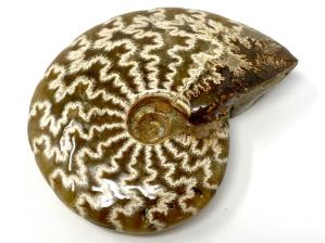 Ammonite Cleoniceras 7.4cm | Image 2