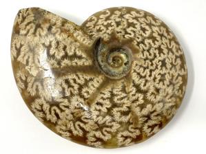 Ammonite Cleoniceras 10.4cm | Image 4