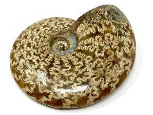 Ammonite Cleoniceras 10.4cm | Image 2