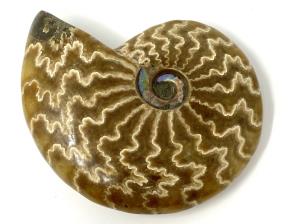 Ammonite Cleoniceras 9.7cm | Image 3