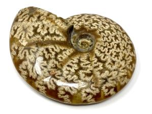 Ammonite Cleoniceras 10.4cm | Image 5
