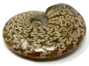 Ammonite Cleoniceras 10.4cm | Image 3