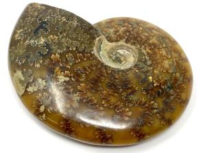 Ammonite Cleoniceras 9.1cm | Image 2