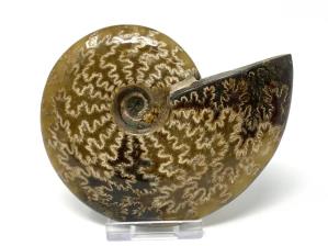 Ammonite Cleoniceras 11cm | Image 2