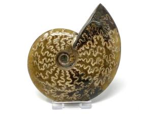 Ammonite Cleoniceras 11cm | Image 3