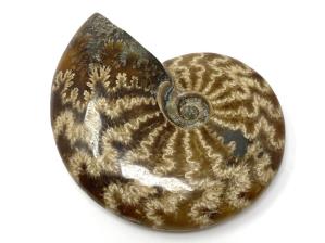 Ammonite Cleoniceras 8.2cm | Image 2