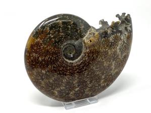Ammonite Cleoniceras 13.5cm | Image 4