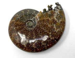 Ammonite Cleoniceras 13.5cm | Image 2