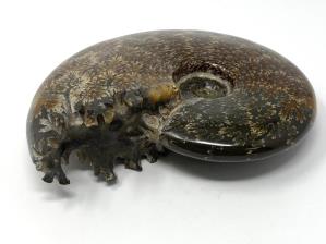 Ammonite Cleoniceras 13.5cm | Image 3