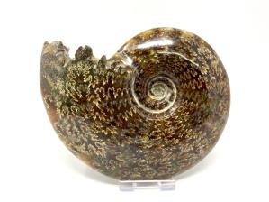 Ammonite Cleoniceras Large 14.5cm | Image 2