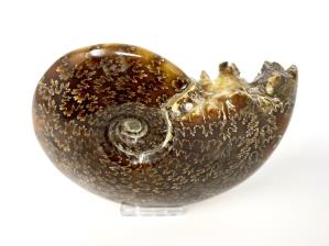 Ammonite Cleoniceras Large 14.5cm | Image 4
