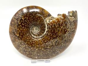 Ammonite Cleoniceras Large 14.5cm | Image 3