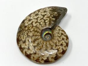 Ammonite Cleoniceras 9.3cm | Image 2