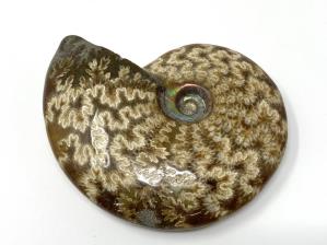 Ammonite Cleoniceras 9.3cm | Image 3