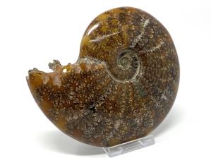 Ammonite Cleoniceras 12.8cm | Image 3