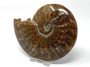 Ammonite Cleoniceras 12.8cm | Image 4