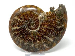 Ammonite Cleoniceras 12.8cm | Image 5