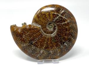 Ammonite Cleoniceras 12.8cm | Image 2