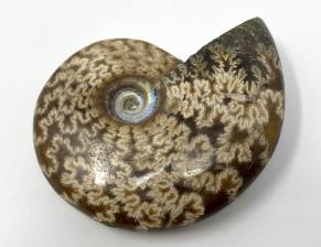 Ammonite Cleoniceras 6.8cm | Image 2