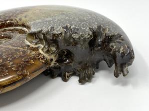 Ammonite Cleoniceras Large 18cm | Image 4