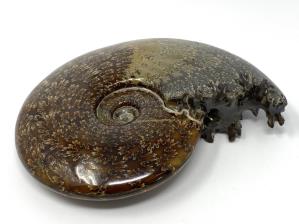Ammonite Cleoniceras Large 18cm | Image 3