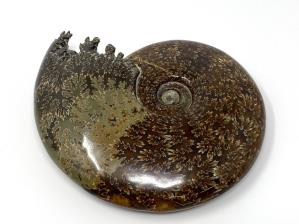 Ammonite Cleoniceras Large 18cm | Image 2
