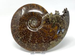 Ammonite Cleoniceras Large 18cm | Image 6