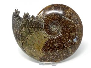 Ammonite Cleoniceras Large 18cm | Image 5