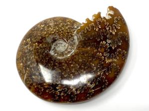 Ammonite Cleoniceras 11.4cm | Image 4