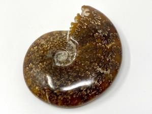 Ammonite Cleoniceras 11.4cm | Image 2