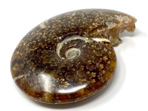 Ammonite Cleoniceras 11.4cm | Image 3