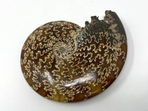 Cleoniceras Ammonite 12cm | Image 3