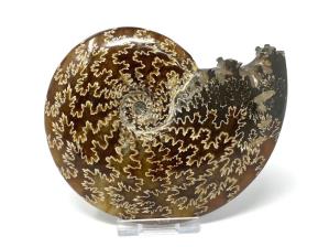 Cleoniceras Ammonite 12cm | Image 5
