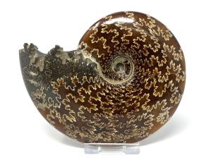 Cleoniceras Ammonite 12cm | Image 6