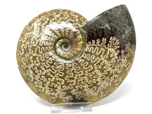 Ammonite Cleoniceras 18cm | Image 4