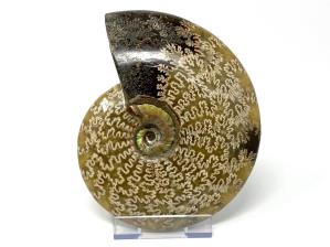 Ammonite Cleoniceras 18cm | Image 3